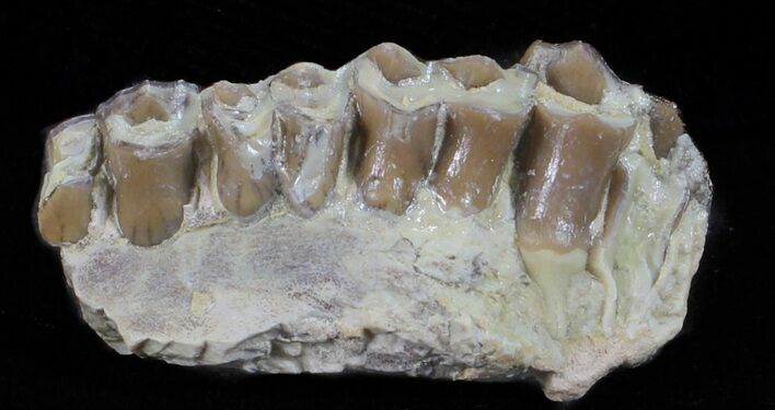 Oligocene Ruminant (Leptomeryx) Jaw Section #60974